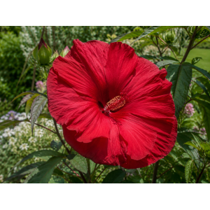 Ibištek bahenný (Hibiscus moscheutos) ´Carousel Geant Red’ - výška 20-40 cm, kont. C3L